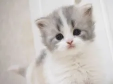 スコティッシュストレート【千葉県・女の子・2021年6月28日・ブルークラシックトービー&ホワイト】の写真1