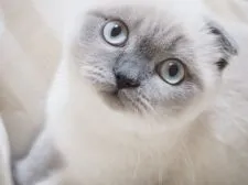 スコティッシュフォールド(折れ耳)【千葉県・男の子・2017年10月28日・ブルーポイント】の写真1