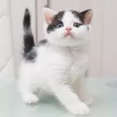 スコティッシュストレート【千葉県・男の子・2023年12月19日・ブラック&ホワイト】の写真1