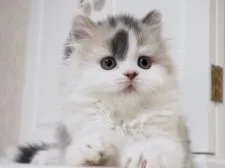 スコティッシュストレート【千葉県・女の子・2018年8月9日・ブルートーティ&ホワイト(ダイリュートキャリコ)】の写真1