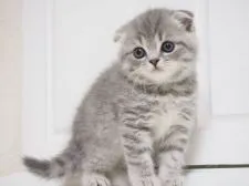スコティッシュフォールド(折れ耳)【千葉県・男の子・2017年8月21日・ブルークラシックタビー】の写真1