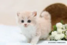 スコティッシュストレート【千葉県・男の子・2018年4月29日・クリーム&ホワイト】の写真1