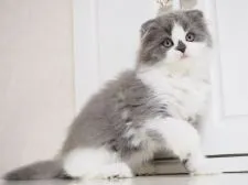 スコティッシュフォールド(折れ耳)【千葉県・女の子・2018年12月31日・ブルー&ホワイト】の写真1