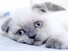 スコティッシュフォールド(折れ耳)【千葉県・女の子・2022年1月15日・ブルーポイント】の写真1