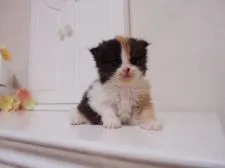 スコティッシュフォールド【千葉県・女の子・2015年2月22日・キャリコ】の写真1