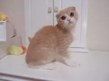 スコティッシュフォールド【千葉県・男の子・2015年3月28日・クリーム&ホワイト】の写真2