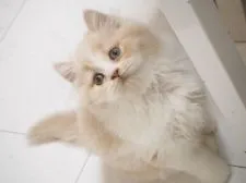 スコティッシュストレート【千葉県・男の子・2021年4月5日・クリーム&ホワイト】の写真2