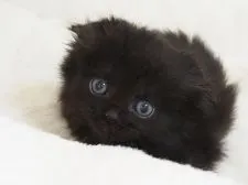 スコティッシュフォールド(折れ耳)【千葉県・男の子・2022年3月7日・ブラック】の写真2