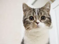 スコティッシュストレート【千葉県・男の子・2020年8月25日・ブラック(ブラウン)クラシックタビー&ホワイト】の写真2