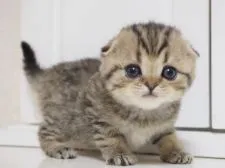 スコティッシュフォールド(折れ耳)【千葉県・女の子・2017年10月17日・ブラック(ブラウン)スポッテッドタビー&ホワイト】の写真2