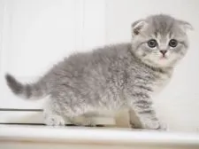 スコティッシュフォールド(折れ耳)【千葉県・男の子・2017年8月21日・ブルークラシックタビー】の写真2