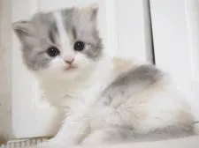 スコティッシュストレート【千葉県・女の子・2021年6月28日・ブルークラシックトービー&ホワイト】の写真2