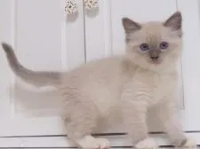 ラグドール【千葉県・男の子・2017年2月24日・ブルーポイントミテッド】の写真2