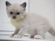 ラグドール【千葉県・男の子・2017年7月3日・ブルーポイントミテッド】の写真2