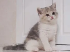 スコティッシュストレート【千葉県・女の子・2017年4月9日・ブルートーティ&ホワイト(ダイリュートキャリコ)】の写真2