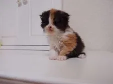 スコティッシュフォールド【千葉県・女の子・2015年2月22日・キャリコ】の写真2