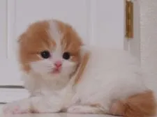 スコティッシュフォールド【千葉県・女の子・2016年4月4日・レッド&ホワイト】の写真2