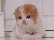 スコティッシュフォールド【千葉県・女の子・2016年4月4日・レッド&ホワイト】の写真3