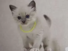 ラグドール【千葉県・男の子・2017年7月3日・ブルーポイントミテッド】の写真3