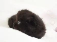 スコティッシュフォールド(折れ耳)【千葉県・男の子・2022年3月7日・ブラック】の写真3