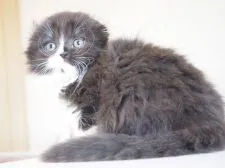 スコティッシュフォールド(折れ耳)【千葉県・女の子・2021年6月28日・ブラック&ホワイト】の写真3