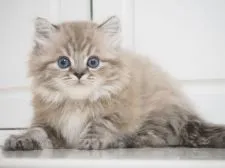 スコティッシュストレート【千葉県・男の子・2020年2月9日・シールミンククラシックタビー】の写真3