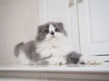 スコティッシュフォールド(折れ耳)【千葉県・女の子・2018年12月31日・ブルー&ホワイト】の写真3