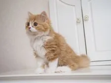 スコティッシュストレート【千葉県・男の子・2018年7月16日・レッドマッカレルタビー&ホワイト】の写真3