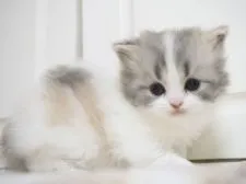 スコティッシュストレート【千葉県・女の子・2021年6月28日・ブルークラシックトービー&ホワイト】の写真3