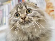 スコティッシュフォールド(折れ耳)【千葉県・男の子・2019年5月21日・ブラウン(ブラック)マッカレルタビー】の写真3