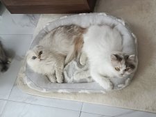 スコティッシュフォールド【・女の子・2019年11月4日・シールゴールデンシェーデッドポイント】