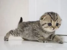 スコティッシュフォールド(折れ耳)【千葉県・女の子・2017年10月17日・ブラック(ブラウン)スポッテッドタビー&ホワイト】の写真3