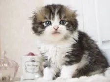 スコティッシュフォールド(折れ耳)【千葉県・男の子・2021年6月28日・ブラック(ブラウン)マッカレルタビー&ホワイト】の写真3