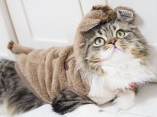 スコティッシュフォールド【・男の子・2016年6月25日・ブラックスポッテッドタビー&ホワイト】