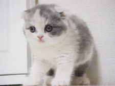 スコティッシュフォールド(折れ耳)【千葉県・女の子・2017年8月21日・ブルートーティ&ホワイト(ダイリュートキャリコ)】の写真3