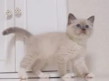 ラグドール【千葉県・男の子・2017年2月24日・ブルーポイントミテッド】の写真3