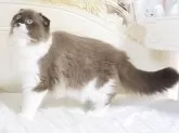 スコティッシュフォールド(折れ耳)【千葉県・女の子・2024年4月8日・シールミンク&ホワイト】の写真3