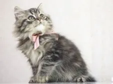 スコティッシュストレート【千葉県・男の子・2019年9月6日・ブラック(ブラウン)クラシックタビー】の写真3