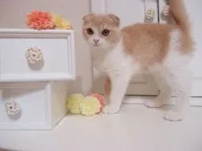 スコティッシュフォールド【千葉県・男の子・2015年3月28日・クリーム&ホワイト】の写真3