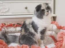 スコティッシュフォールド(折れ耳)【千葉県・女の子・2017年7月31日・ブルートーティ&ホワイト(ダイリュートキャリコ)】の写真3