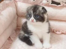 スコティッシュフォールド(折れ耳)【千葉県・女の子・2017年3月31日・ブラックシルバークラシックトービー&ホワイト】の写真4