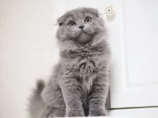 スコティッシュフォールド(折れ耳)【千葉県・男の子・2019年2月6日・ブルー】の写真4