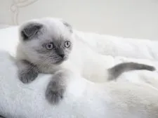 スコティッシュフォールド(折れ耳)【千葉県・女の子・2022年1月15日・ブルーポイント】の写真4