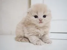 スコティッシュフォールド(折れ耳)【千葉県・男の子・2017年10月30日・クリーム】の写真4