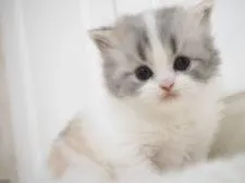 スコティッシュストレート【千葉県・女の子・2021年6月28日・ブルークラシックトービー&ホワイト】の写真4