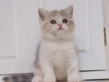 スコティッシュストレート【千葉県・女の子・2017年4月9日・ブルートーティ&ホワイト(ダイリュートキャリコ)】の写真4