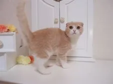 スコティッシュフォールド【千葉県・男の子・2015年3月28日・クリーム&ホワイト】の写真4