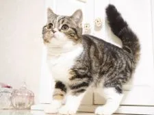 スコティッシュストレート【千葉県・男の子・2020年8月25日・ブラック(ブラウン)クラシックタビー&ホワイト】の写真4