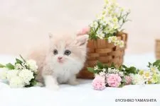 スコティッシュストレート【千葉県・男の子・2018年4月29日・クリーム&ホワイト】の写真4