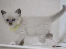 ラグドール【千葉県・男の子・2017年7月3日・ブルーポイントミテッド】の写真4